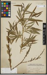 Foto von Salix purpurea L. x Salix viminalis L.